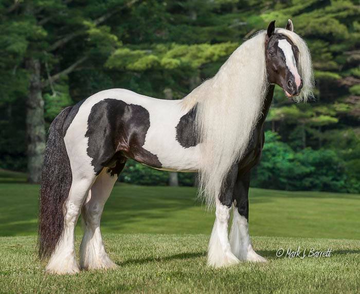 Pearlie King (sired by Latcho Drom) - Gypsy Vanner Stallion @Stillwater Farm